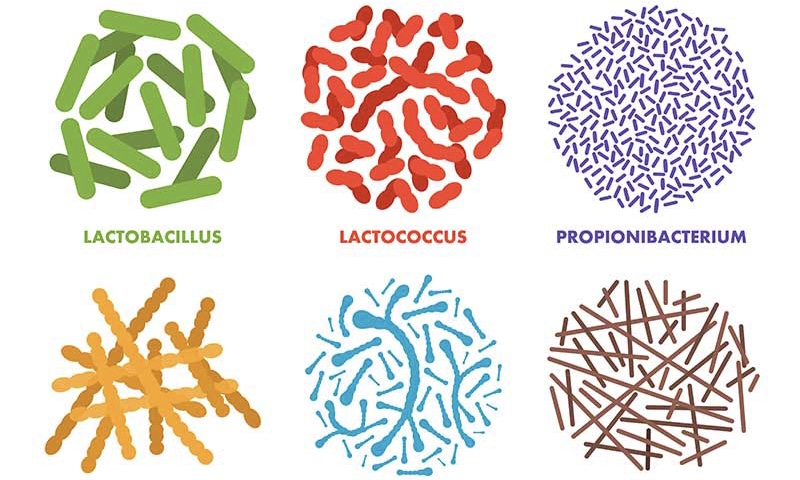ПРОБИОТИКИ